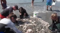 Warming waters: El Niño brings stingrays, humpback whales, and hammerhead sharks to Southern California