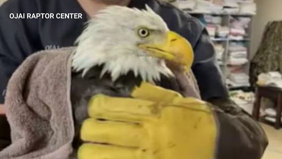 Community mourns death of Jackie, Big Bear's cherished bald eagle