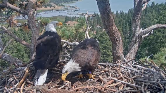Shadow’s new Big Bear nest companion: Banded eagle KD1 sparks curiosity after Jackie's passing
