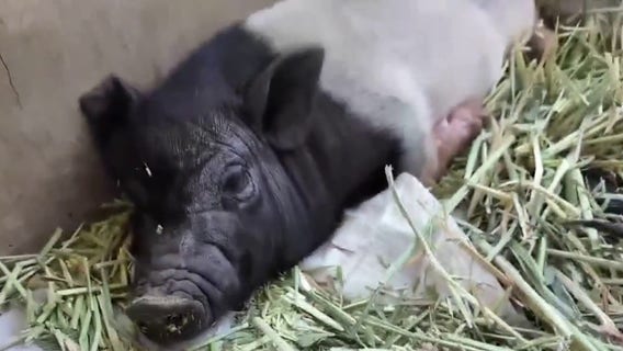 Runaway pig Wilbur becomes West Hollywood celebrity, may soon be up for adoption