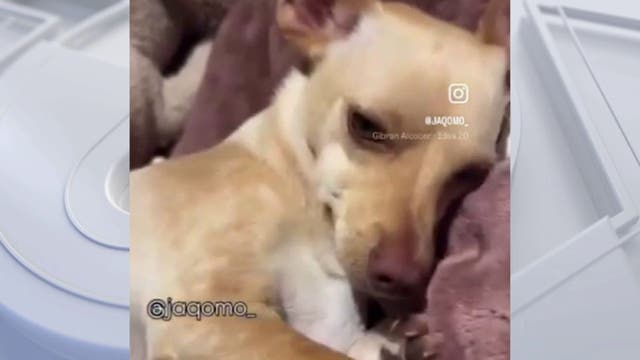 Coyote sightings rise across Southern California; Family's dog killed by coyote