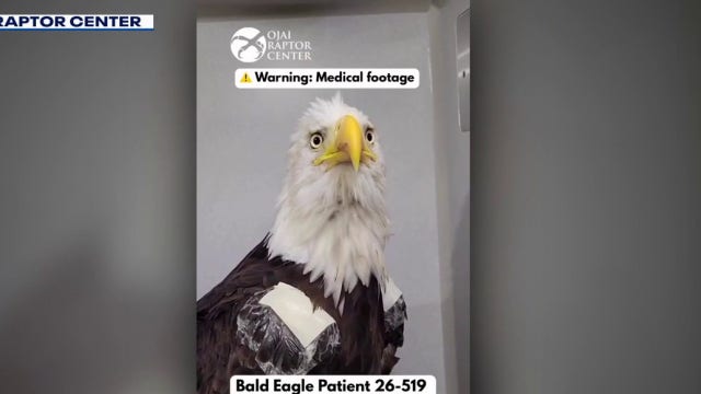 Big Bear bald eagle Jackie's road to recovery: A step-by-step timeline from rescue to ICU setback