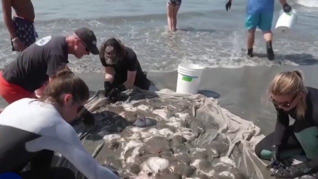 Warming waters: El Niño brings stingrays, humpback whales, and hammerhead sharks to Southern California