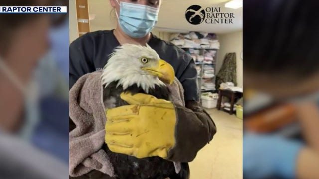 Beloved Big Bear bald eagle Jackie undergoes advanced testing for mystery illness