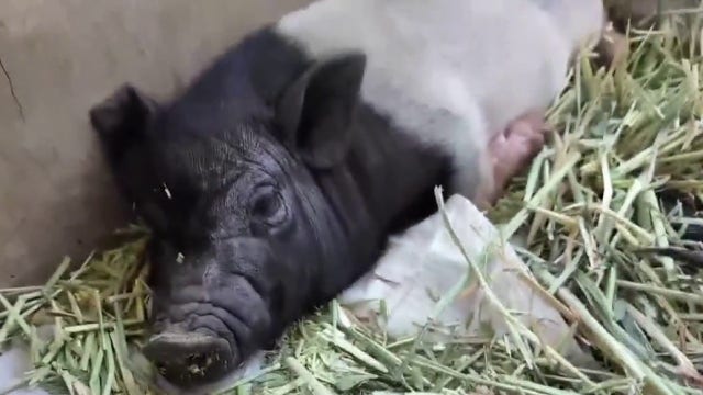 Runaway pig Wilbur becomes West Hollywood celebrity, may soon be up for adoption