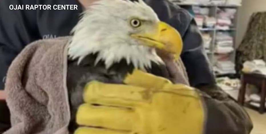 Community mourns death of Jackie, Big Bear's cherished bald eagle