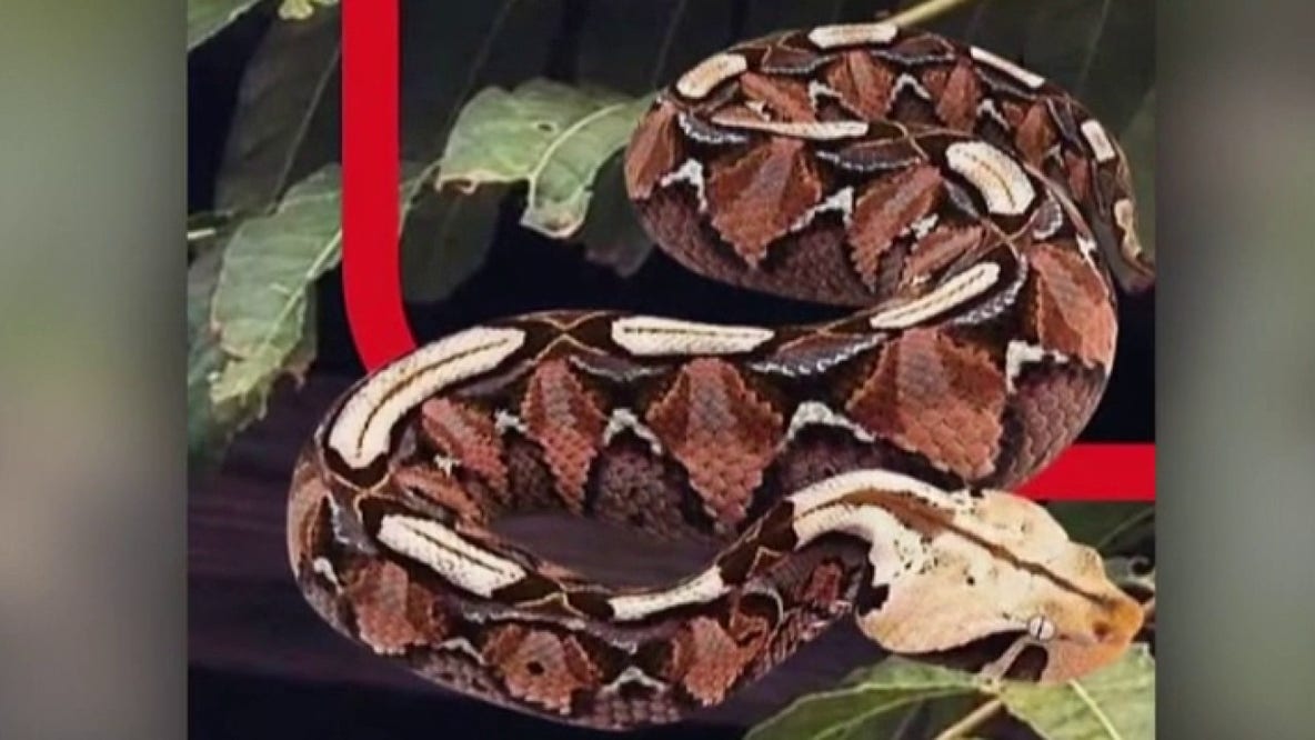 Santa Ana police say viral Gaboon viper image was AI-generated