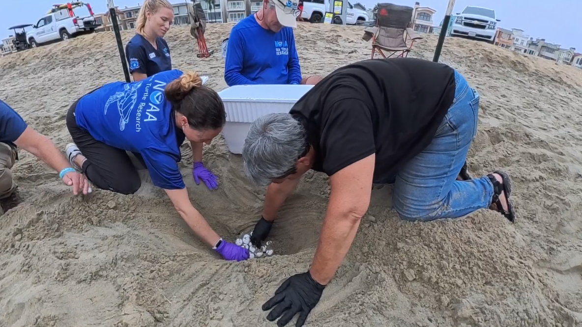 Over 200 rare sea turtle eggs rescued from SoCal beaches ahead of Hurricane Polo