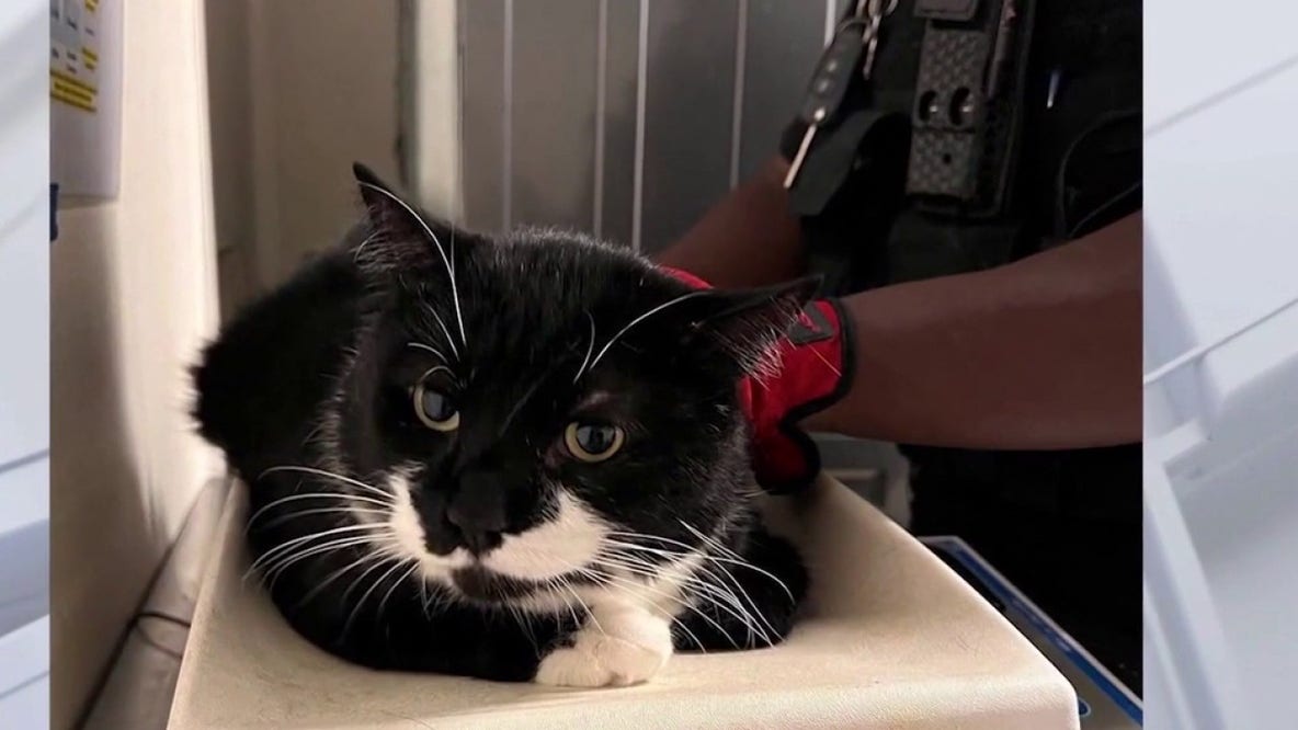 Pomona rescue under investigation after 500+ cats found in inhumane conditions