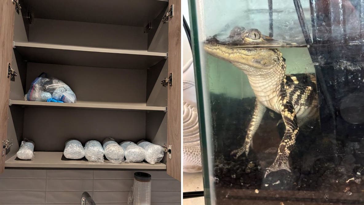 Feds raid luxury LA apartment, seizing massive fentanyl stash and alligator