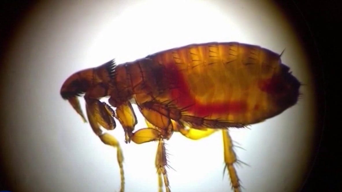 Flea-borne typhus outbreak under investigation in Wilshire Center after 7 people get sick