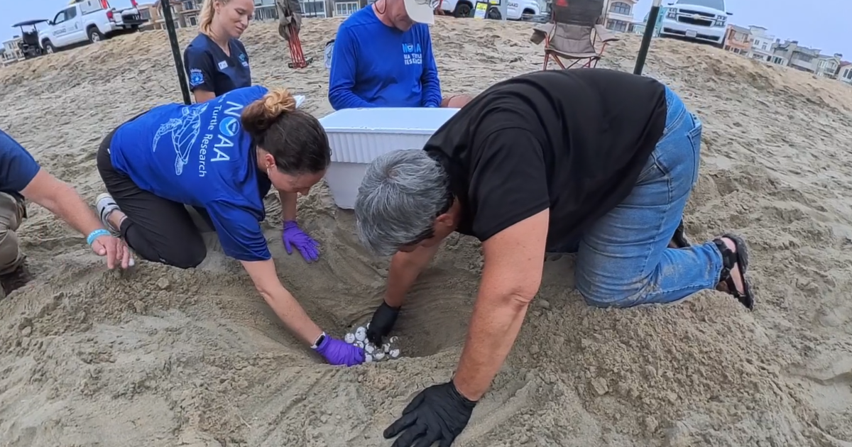 Over 200 rare sea turtle eggs rescued from SoCal beaches ahead of Hurricane Polo