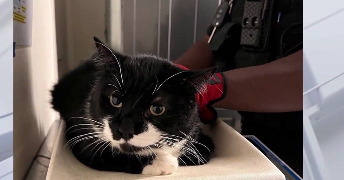 Pomona rescue under investigation after 500+ cats found in inhumane conditions