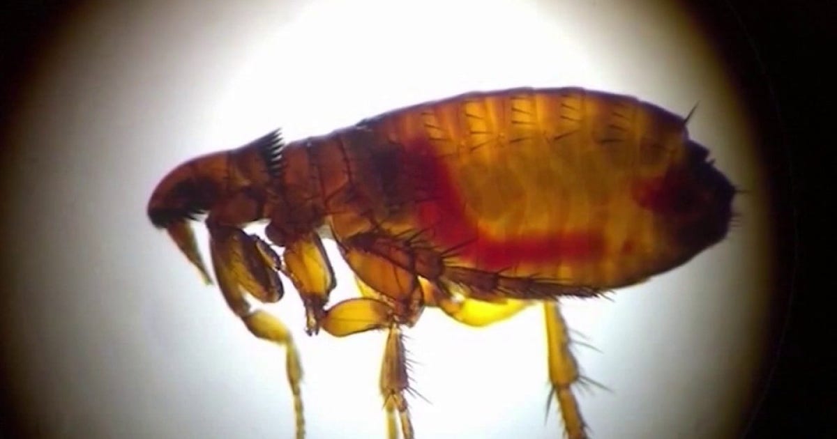 Flea-borne typhus outbreak under investigation in Wilshire Center after 7 people get sick