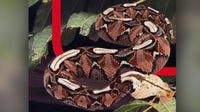 Santa Ana police say viral Gaboon viper image was AI-generated