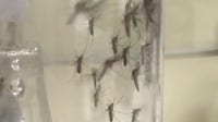 West Nile virus surges in Los Angeles County as mosquito spraying gets underway