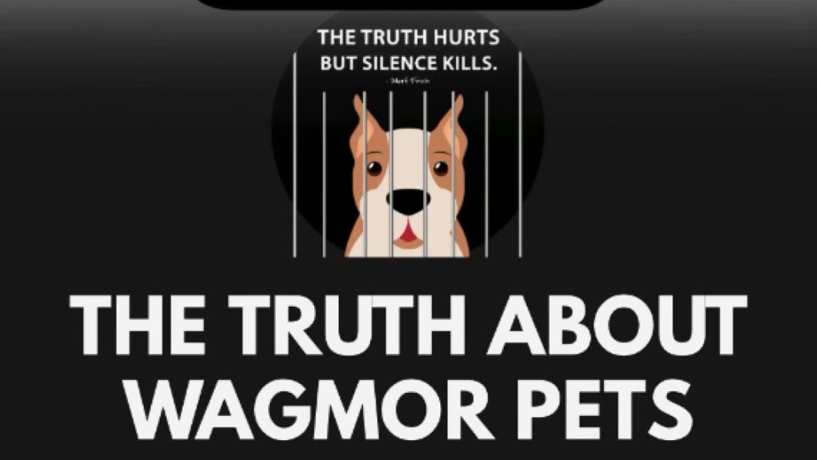 LA city attorney accuses Wagmor Pets rescue of buying and reselling dogs from breeders