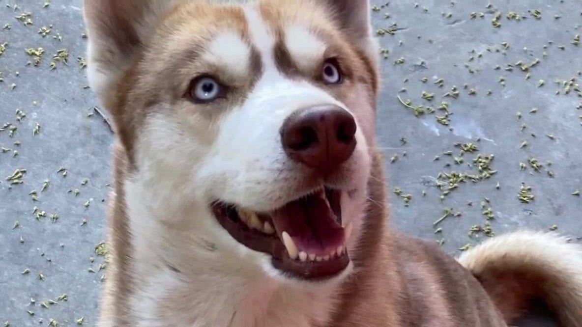 Compton family seeks answers after husky is found hanged in Lynwood alley