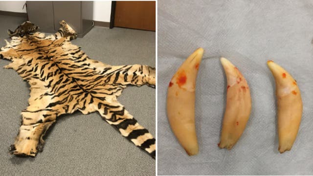 California couple sentenced for smuggling rhino horn, tiger pelt between Oregon and Vietnam