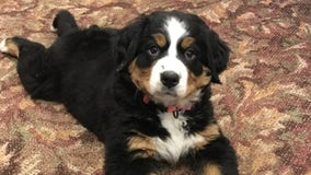 Funeral home adopts Bernese mountain dog named Mochi to comfort grieving families