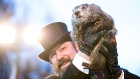 PETA calls for Punxsutawney Phil to retire, be replaced with AI robot for Groundhog Day