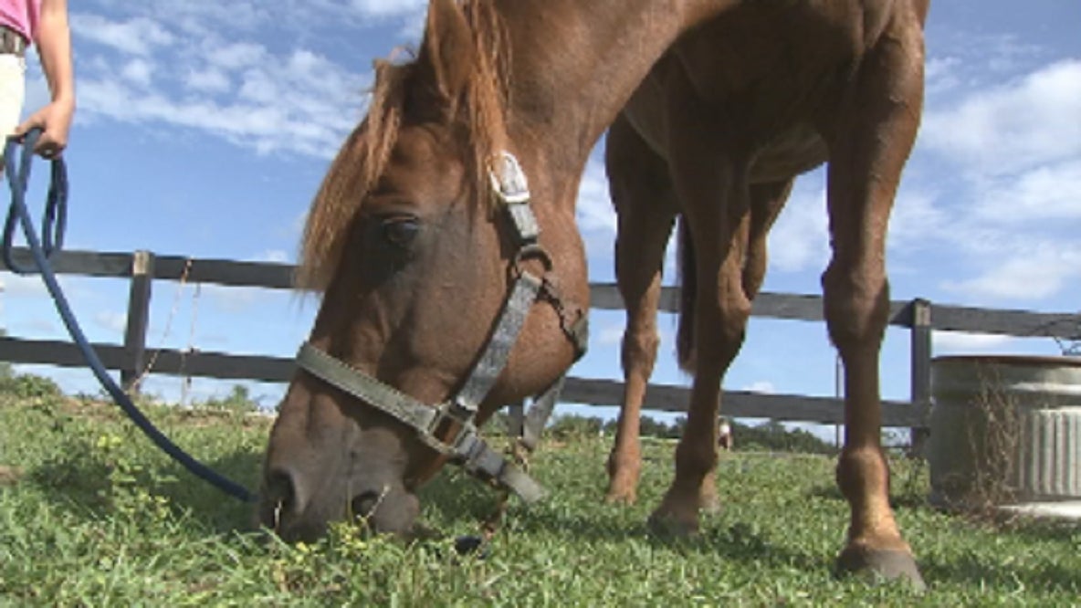 Horse and rider struck in hit-and-run collision, sheriff's office says