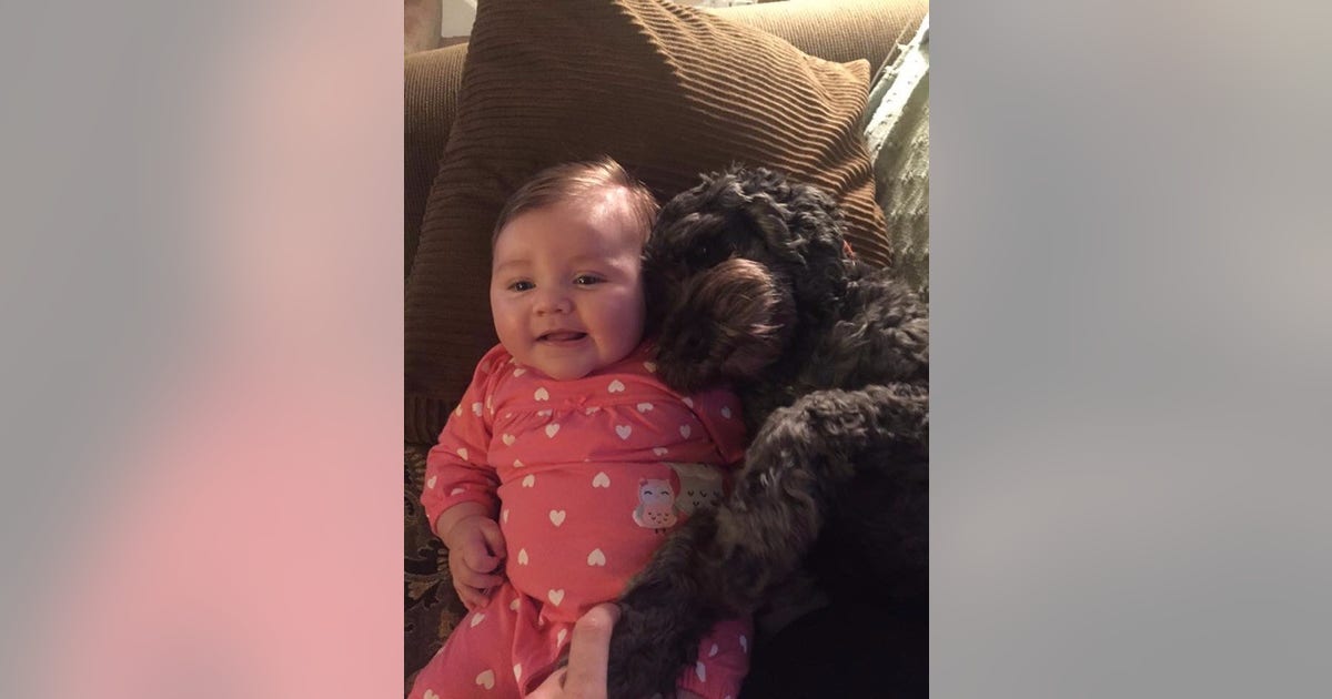Family dog dies trying to protect baby in fire | KTVU FOX 2