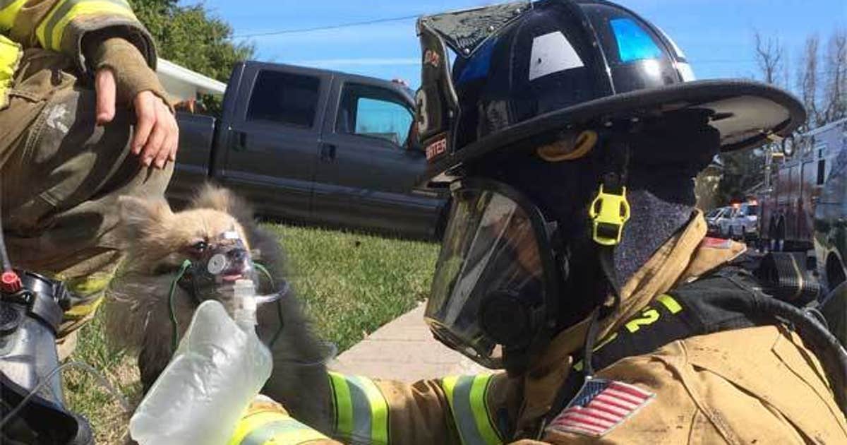 Small dog rescued from Pleasant Hill fire that killed five other pets ...