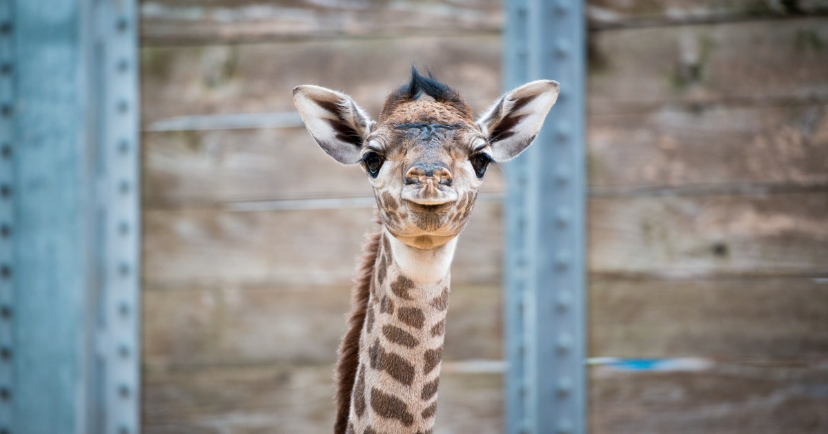 Second baby giraffe born at Houston Zoo in two weeks | KTVU FOX 2
