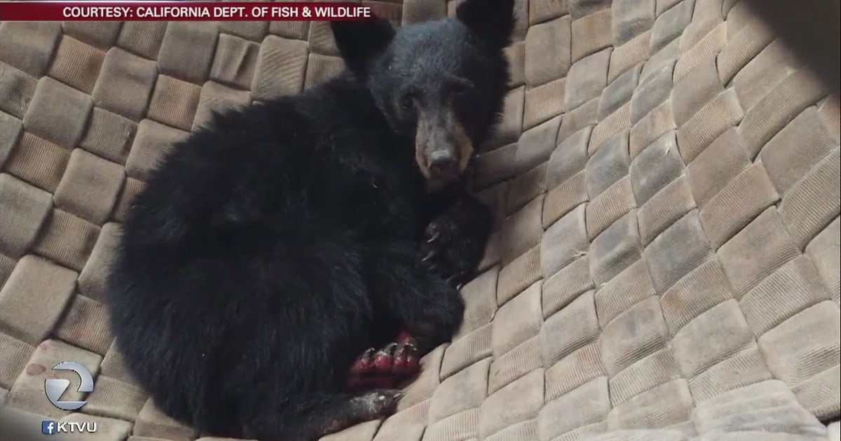 Bear cub burned in California wildfire gets 'fish-skin' | KTVU FOX 2