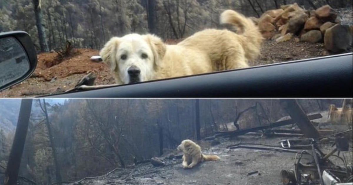 Dog survives Camp Fire, waits nearly a month on burned down Paradise ...