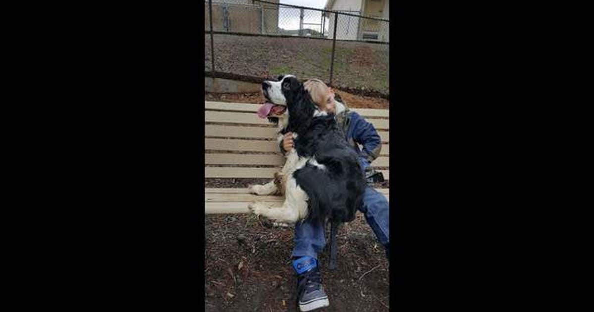 Bay Area family asking for help to find boy's missing therapy dog ...