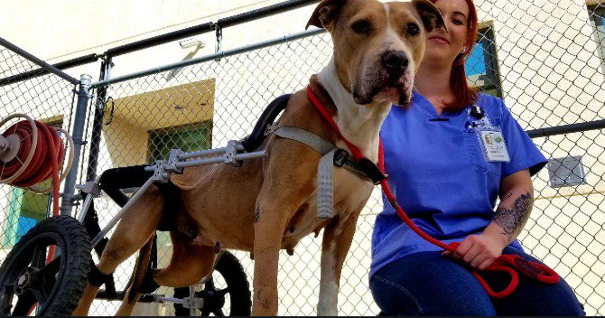 Heartwarming tale of a Richmond dog recovering after being hit by a car ...