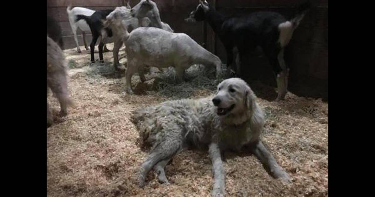 Hero dog: 'Animal guardian' saves 8 pet goats, orphaned deer from