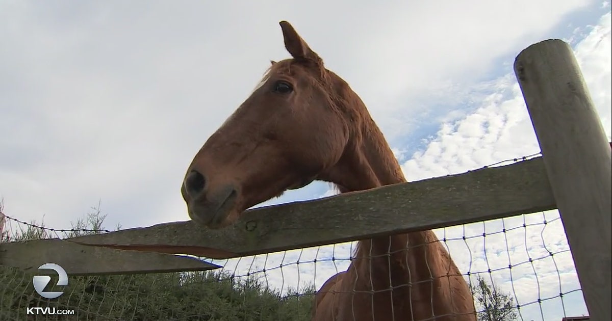 Horse rescue ranch impacted by North Bay fires desperately needs help ...