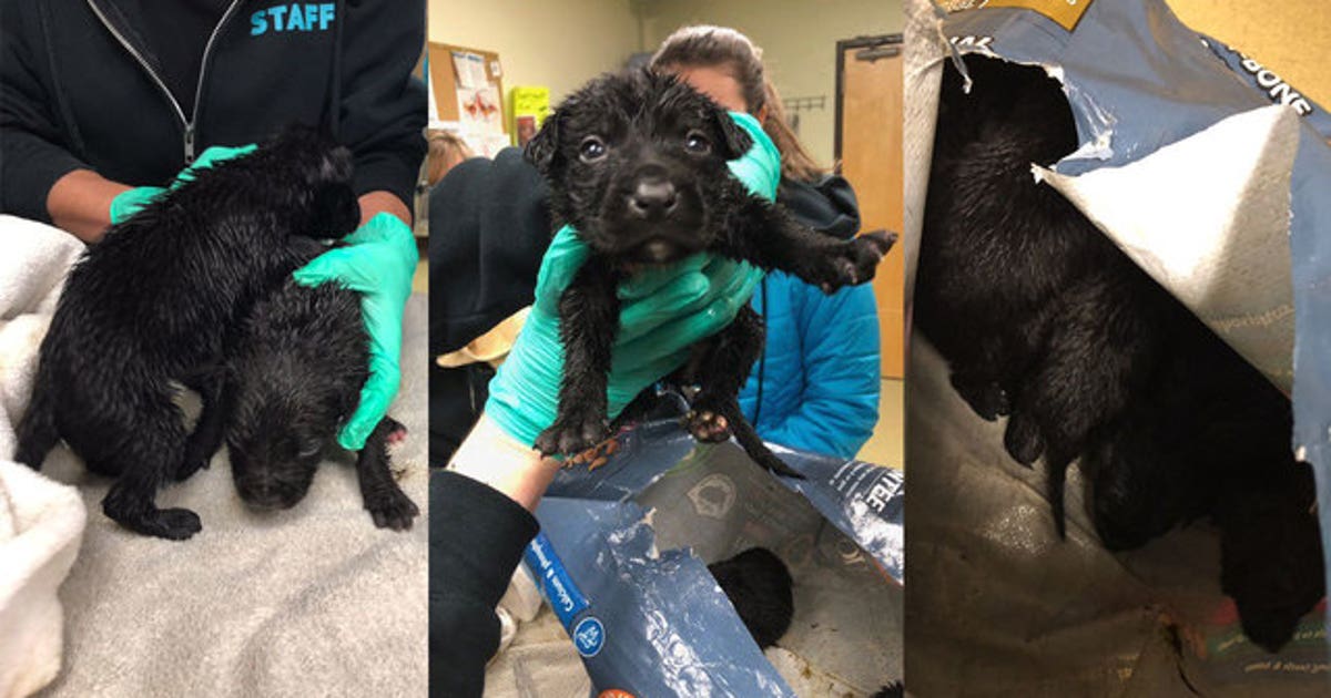 9 puppies found abandoned in sealed plastic bag in SoCal park | KTVU FOX 2