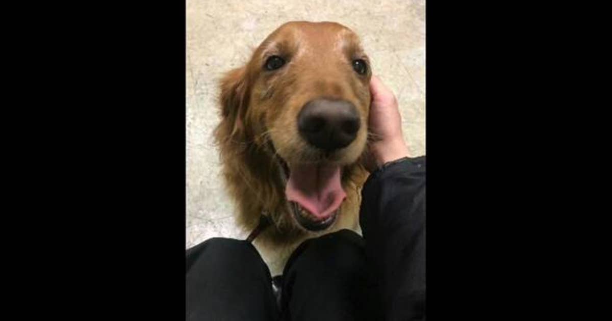 Newark Police rescue dog trapped in hot car | KTVU FOX 2