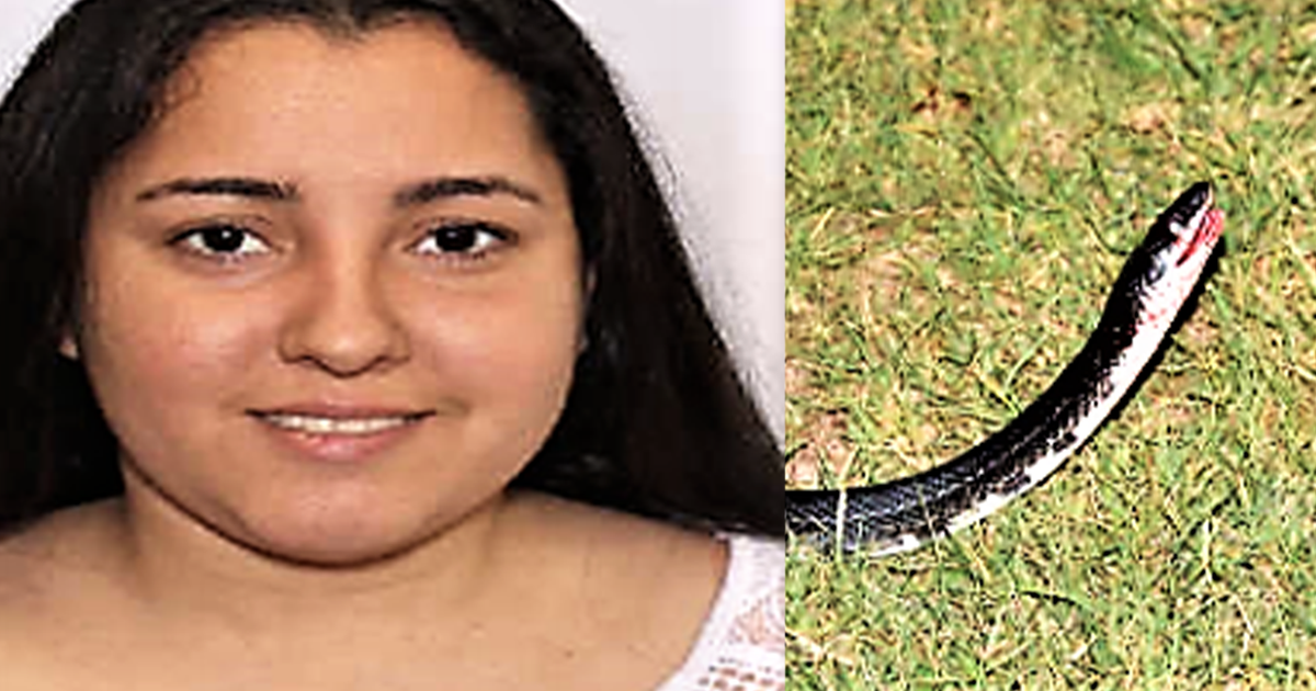 Woman allegedly threw live snake at driver during carjacking, police ...