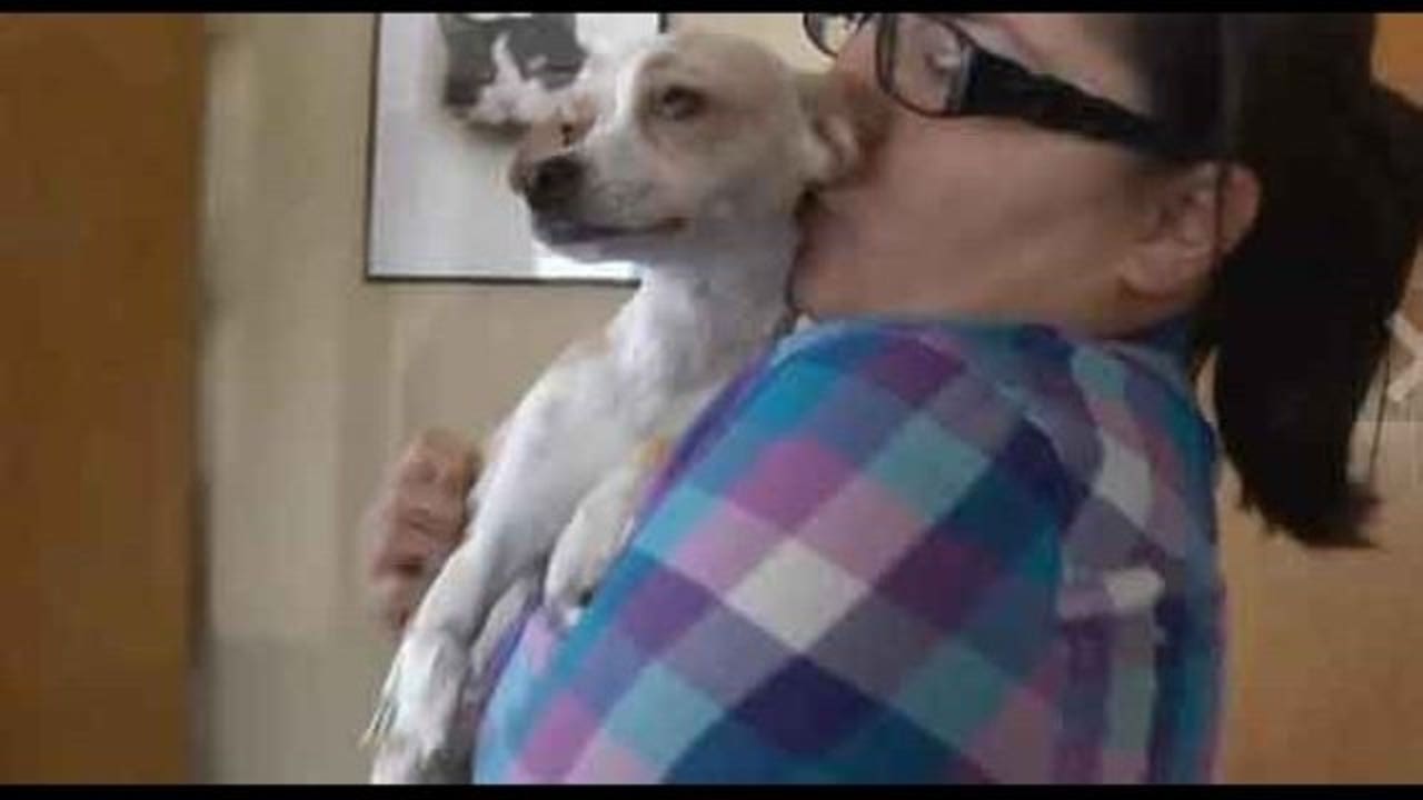 Will tylenol shop kill a dog