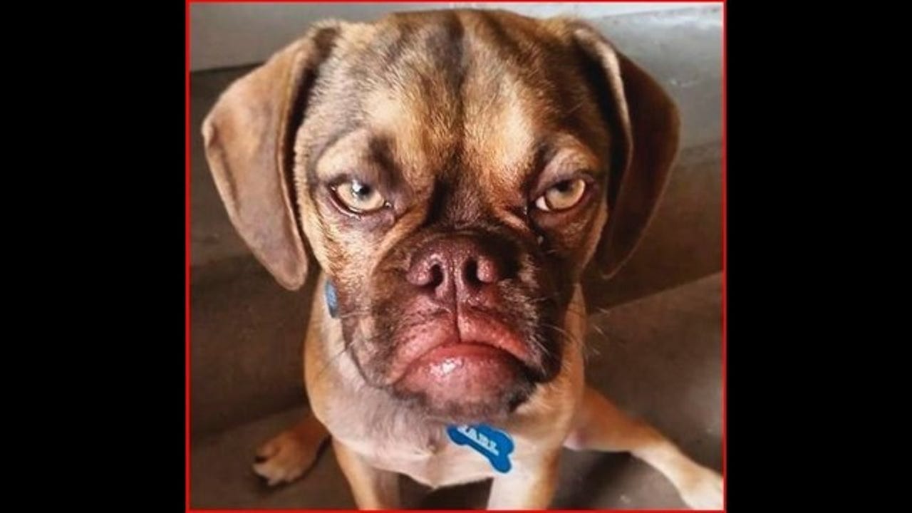 grumpy dog with captions