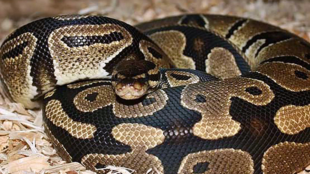 Missouri woman returns from vacation to find python in kitchen pantry