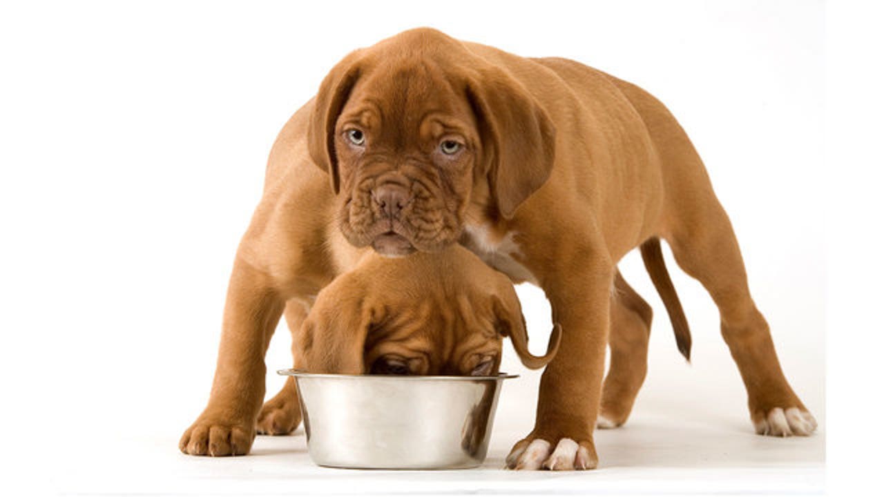 Dog food best sale linked to cardiomyopathy