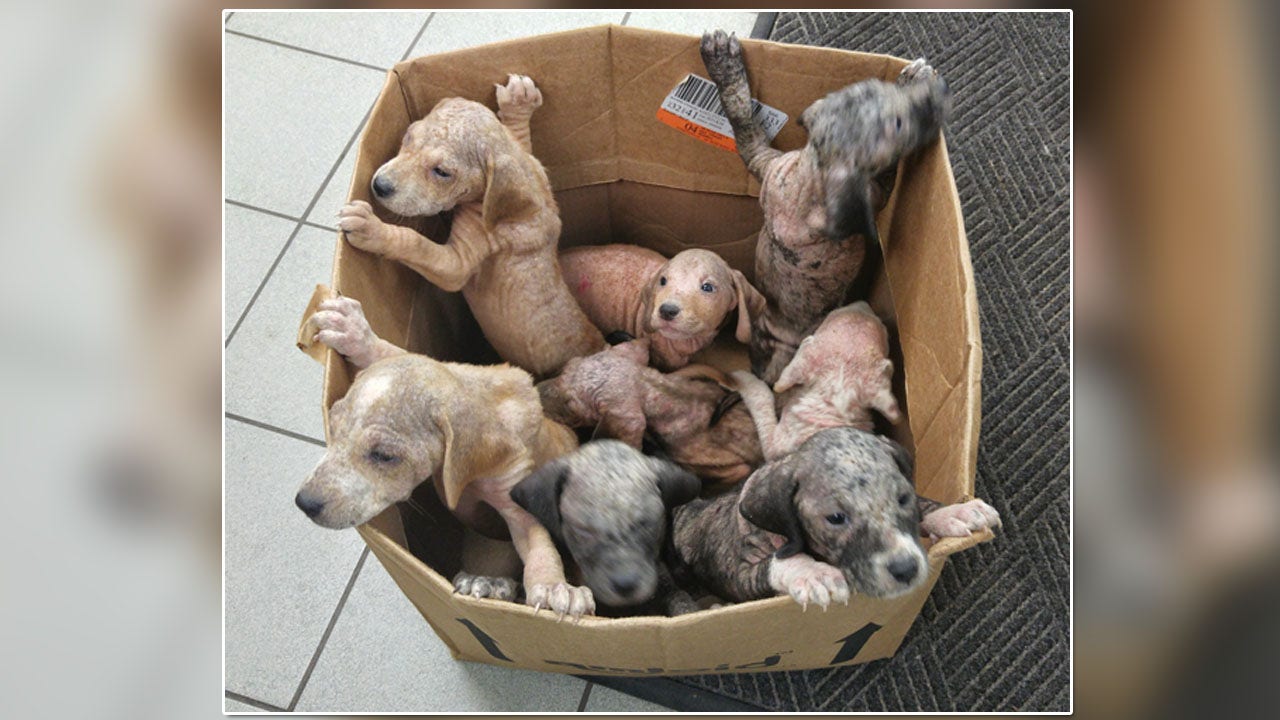 Box of puppies found in 'horrible condition'