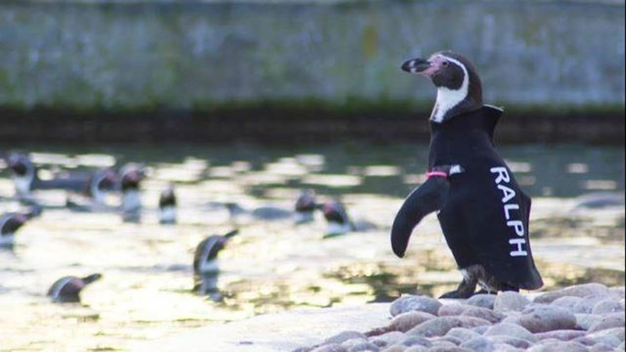 Beloved penguin famous for wearing O'Neill custom wetsuit dies