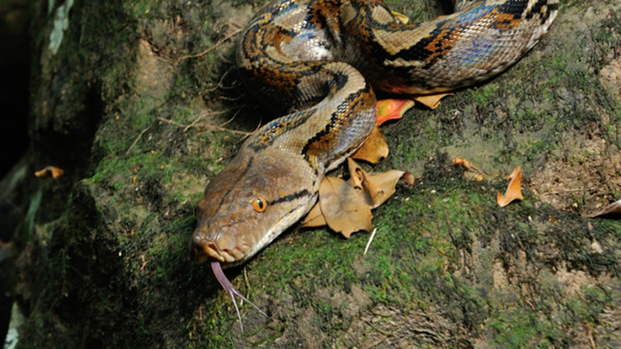 23-foot-long python swallows woman whole | KTVU FOX 2