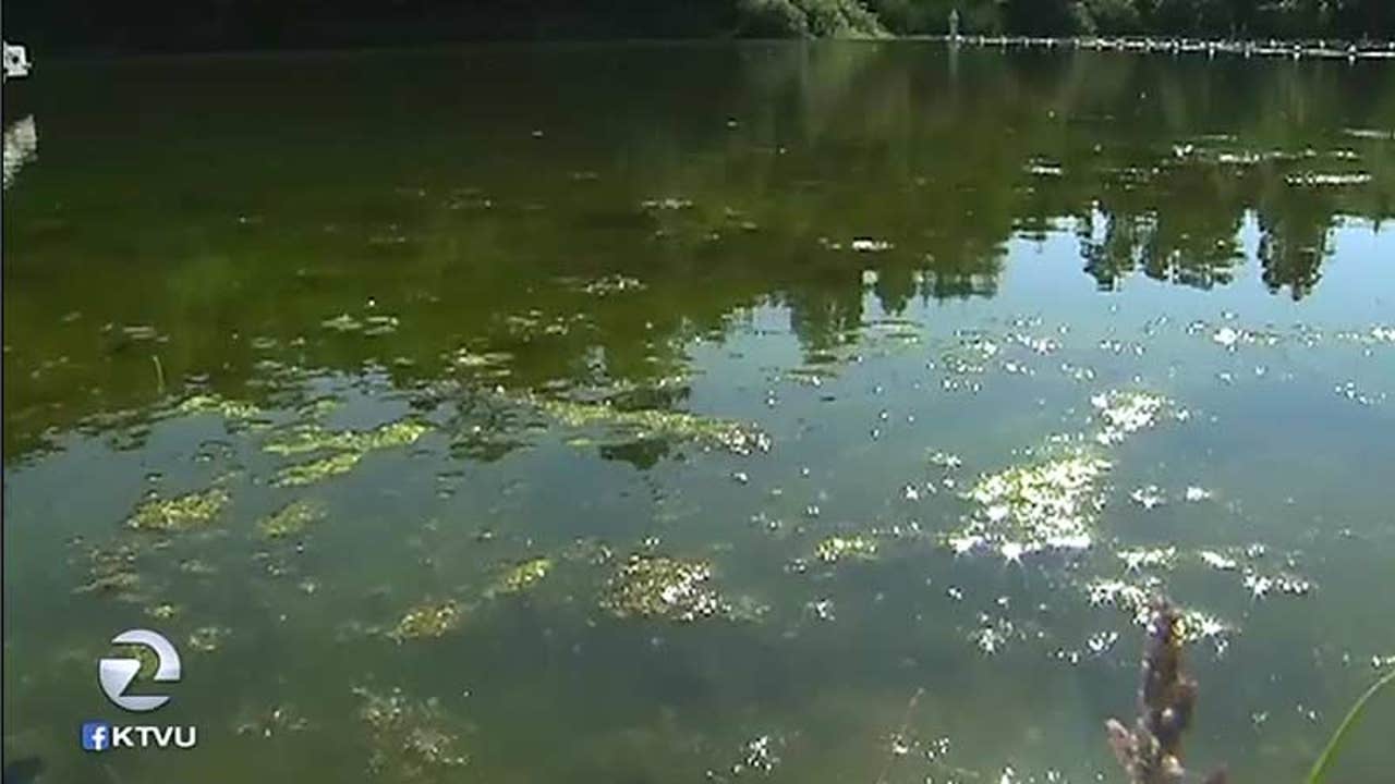 Health warning over toxic algae renewed at Russian River