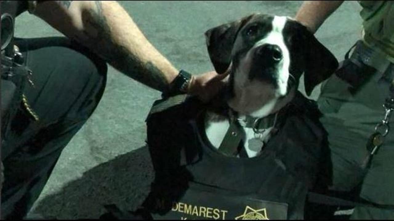 Abandoned dog, tied to tree in Solano County | KTVU FOX 2