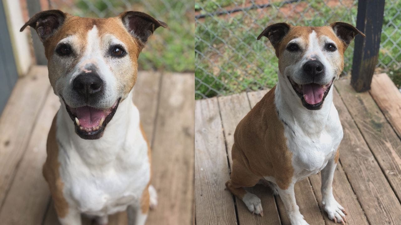 Longtime shelter rescue searching for furever home, he's been waiting 9