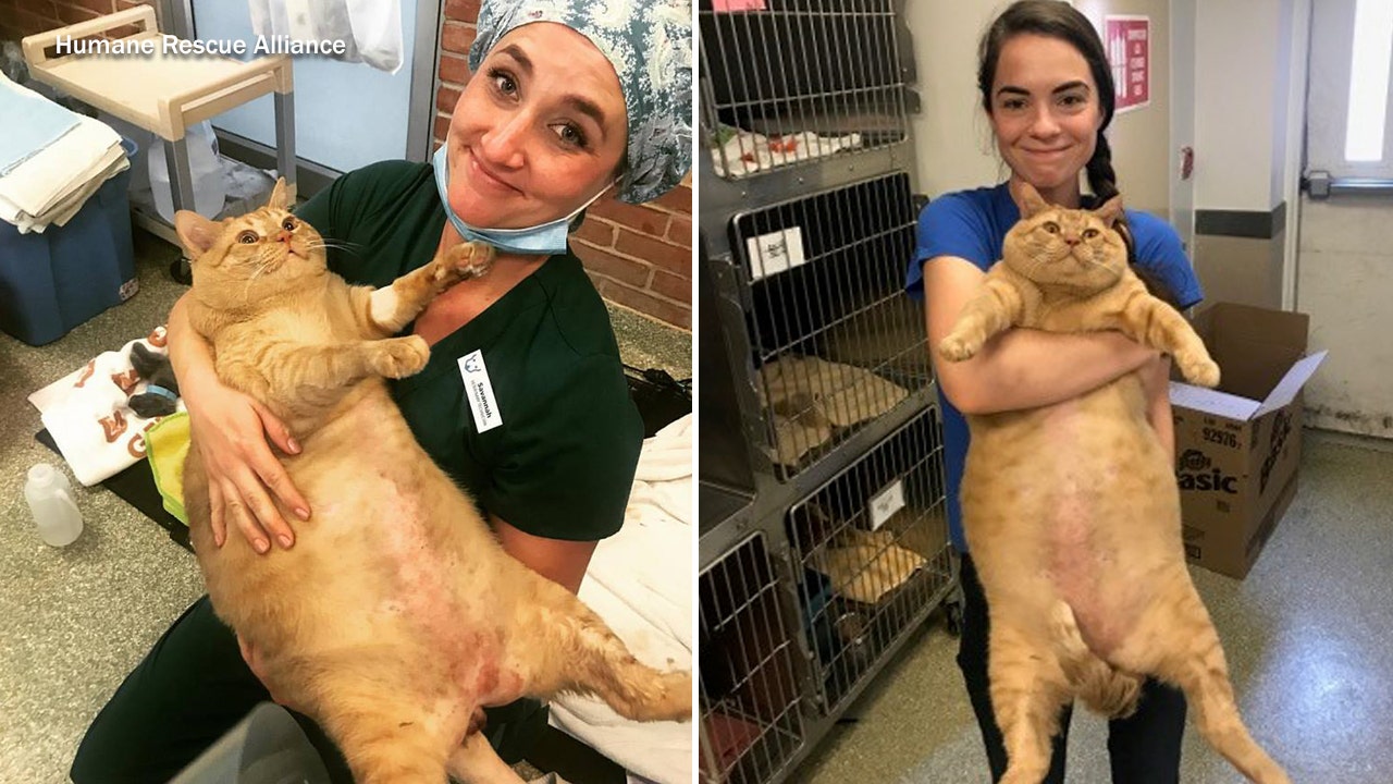 35-pound cat needs new home in DC | KTVU FOX 2