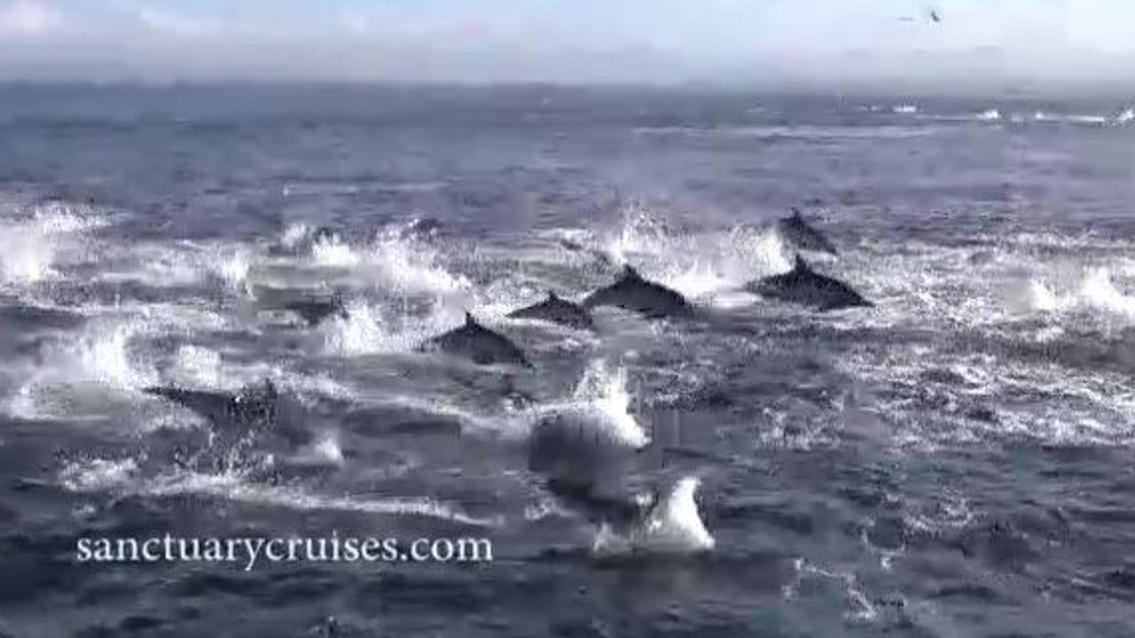 WATCH: Orcas attack dolphins in Monterey Bay